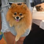 Just Minerals and Crystals Event Denver 2024